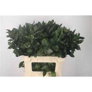 Ruscus Hypophyllum