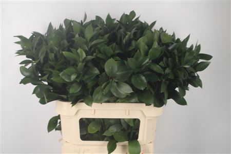 <h4>Ruscus Hypophyllum</h4>