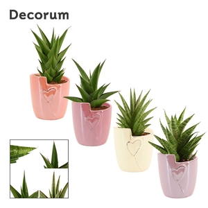 Sansevieria Crown Mix 12 cm in Joa (Special moods -collection)