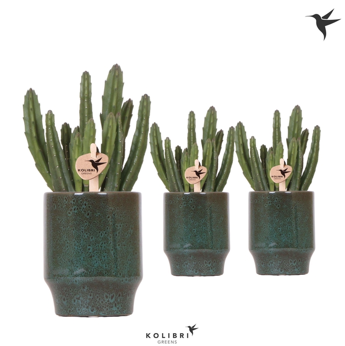 <h4>Kolibri Greens Stapelia Leendertziae in Classy pot green</h4>