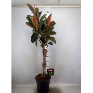 Ficus elastica 'Burgundy'