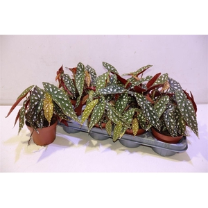 arr8 Beg Ps Silver Spot