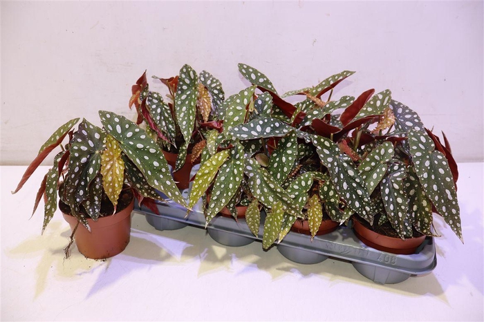 <h4>arr8 Beg Ps Silver Spot</h4>