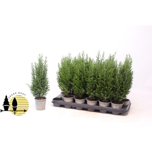 CHAM L ELLWOODII P09