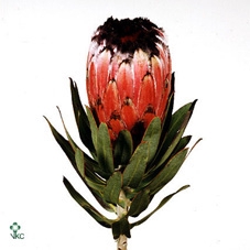 Protea Neriifolia