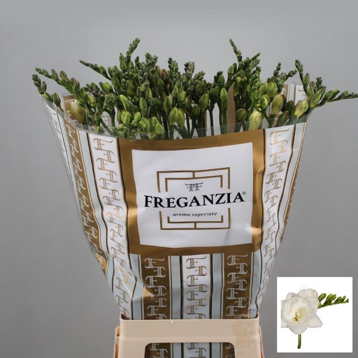 <h4>Freesia du Belleville</h4>