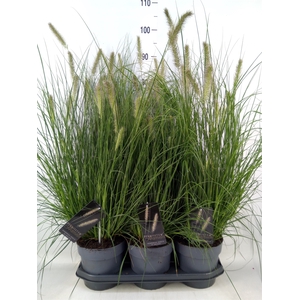 Pennisetum alopec. 'Hameln'
