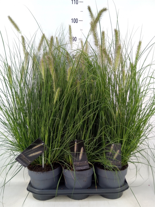 <h4>Pennisetum alopec. 'Hameln'</h4>