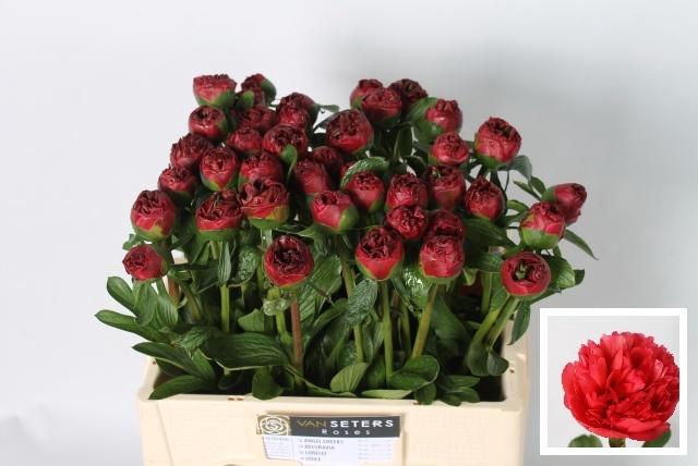 <h4>PAEO LORELEI</h4>