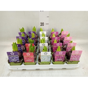 Hyacinthus orie. 'Pearl'  ...mix  5