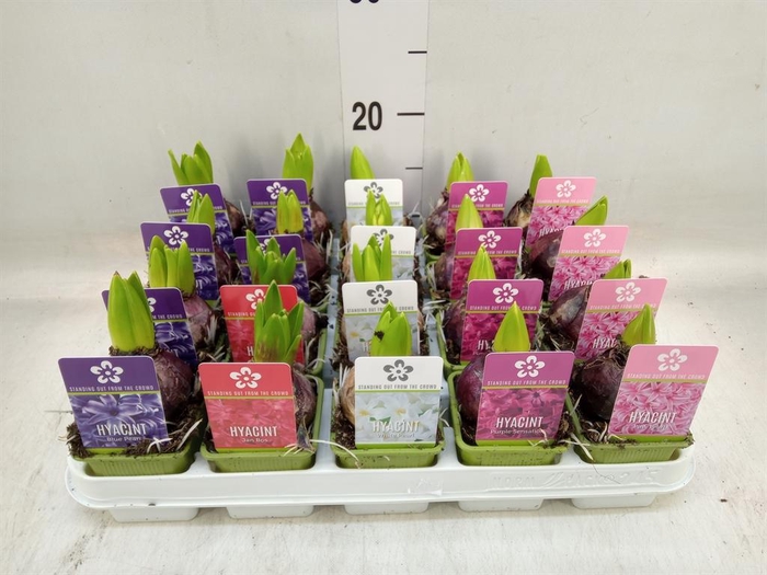 <h4>Hyacinthus orie. 'Pearl' ...mix 5</h4>