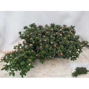 RHODO SI SACHSENSTER