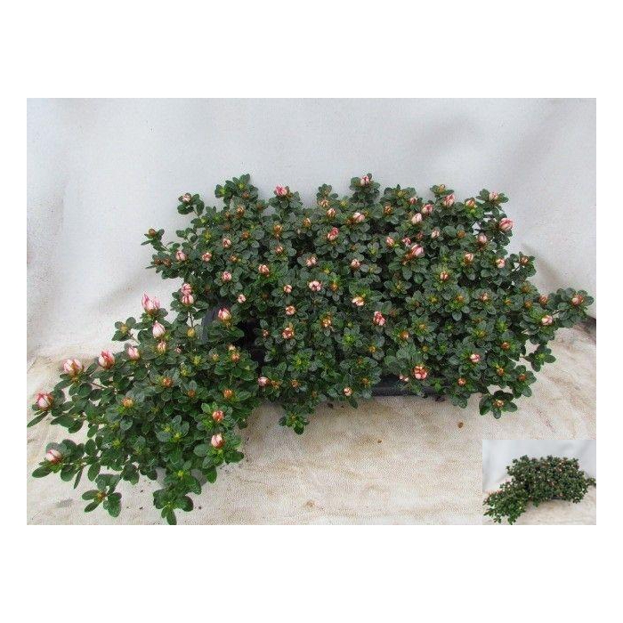 <h4>RHODO SI SACHSENSTER</h4>