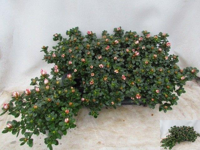 <h4>RHODO SI SACHSENSTER</h4>