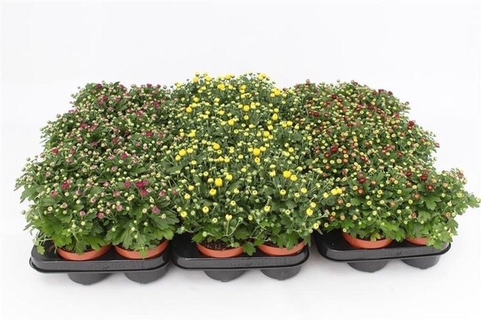 <h4>Chrysanthemum</h4>