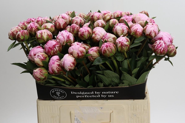 <h4>Paeonia Sarah Bernhardt</h4>