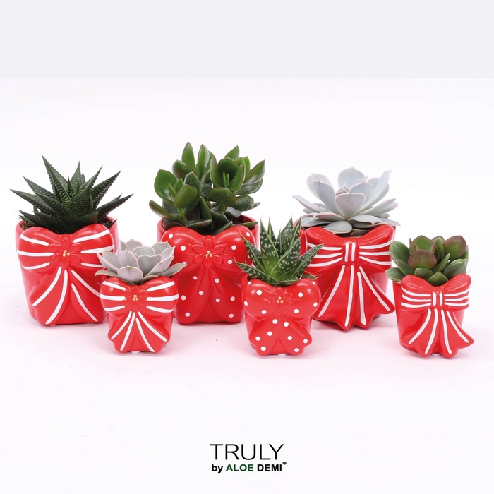 Succulents   ...