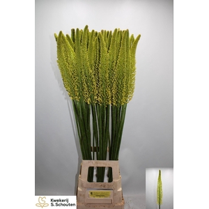 EREMURUS STENOPHYLLU