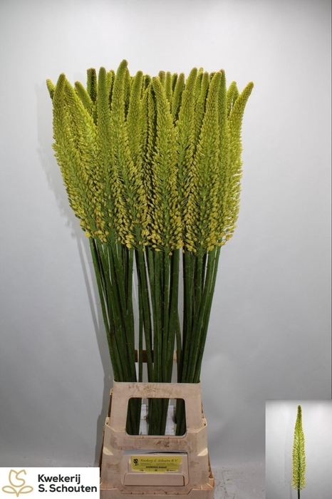 <h4>EREMURUS STENOPHYLLU</h4>
