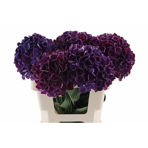 Hydr Ruby Aubergine 40 cm Vicini