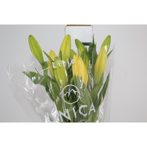 LIRIO EL DIVO 090 CM HT 3/4 FLS