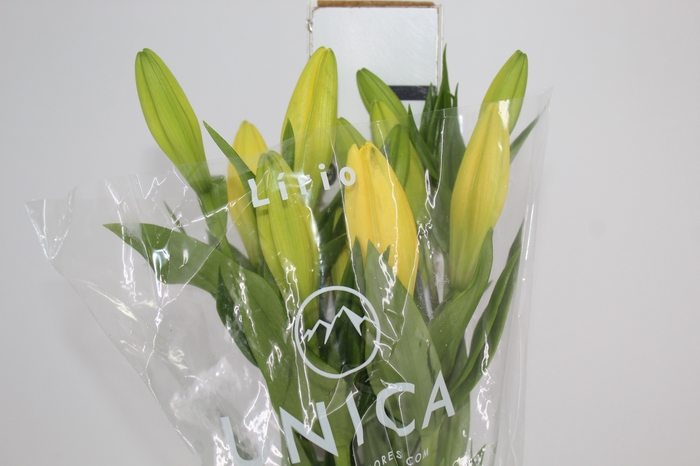 <h4>LIRIO EL DIVO 090 CM HT 3/4 FLS</h4>