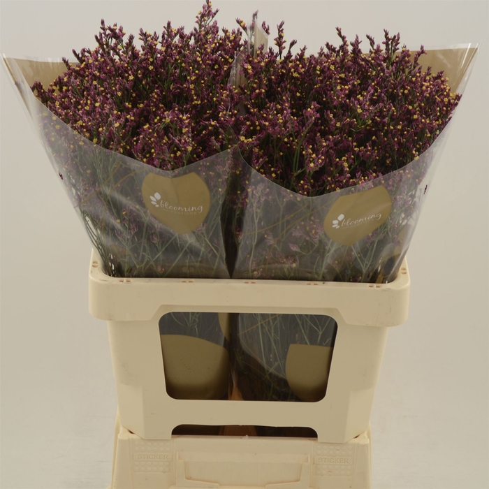 <h4>Limonium Sinense Scarlet Diamond</h4>