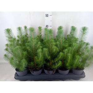 Pinus pinea 'Silver Crest'