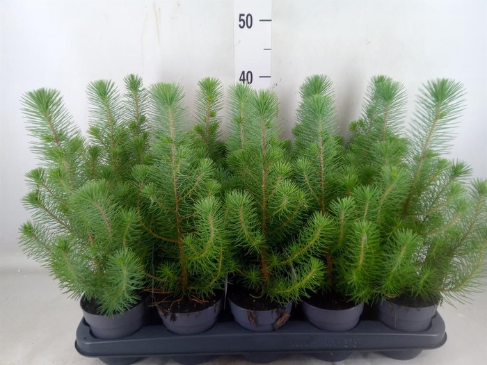 <h4>Pinus pinea 'Silver Crest'</h4>