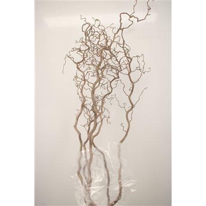 Corylus Av Contorta 2 Jarig