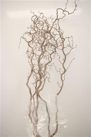 <h4>Corylus Av Contorta 2 Jarig</h4>