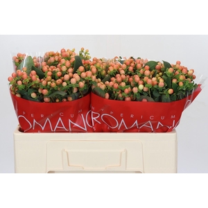 Hypericum Mellow Romance