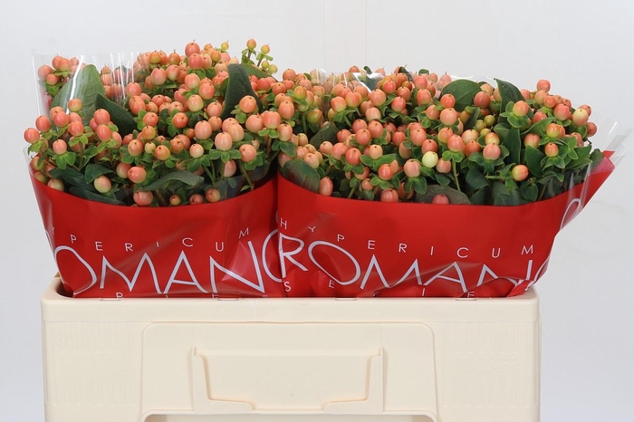 <h4>Hypericum Mellow Romance</h4>