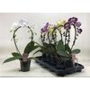 arr8 Phal Gem