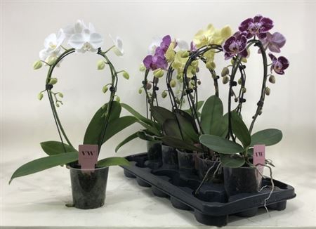 arr8 Phal Gem