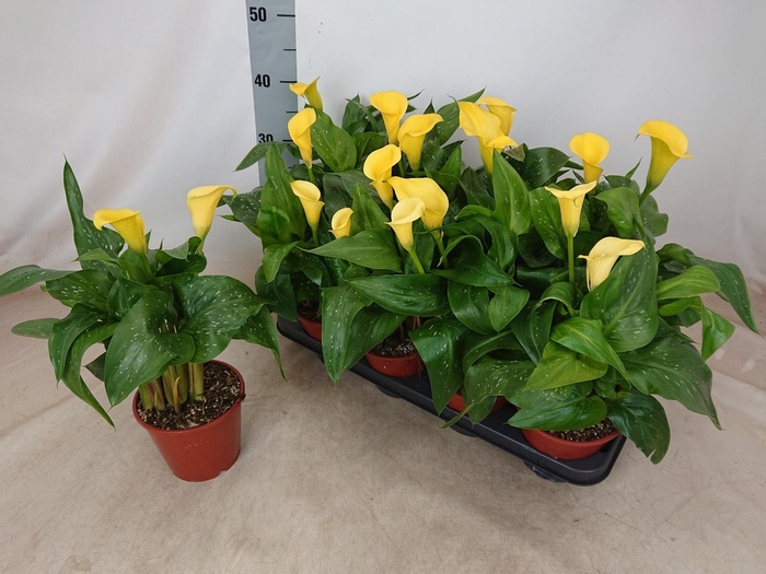 <h4>ZANT SUNCLUB</h4>