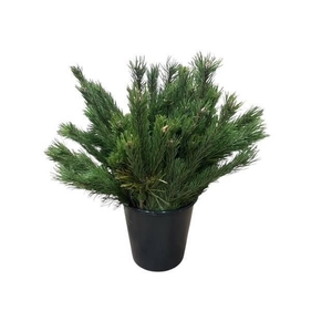 PINUS MUGO MUGO BS