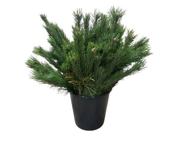 <h4>PINUS MUGO MUGO BS</h4>