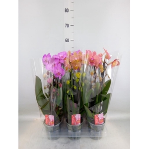 Phalaenopsis  'Elegant Cascade'