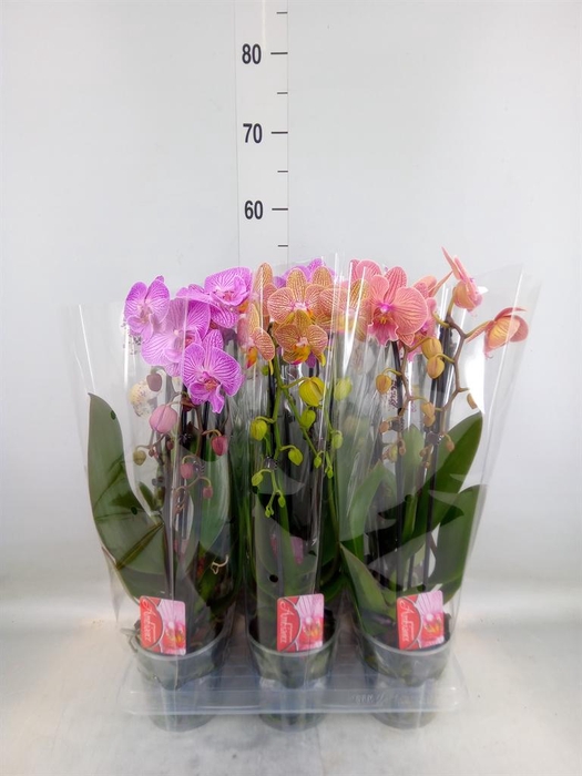 <h4>Phalaenopsis  'Elegant Cascade'</h4>