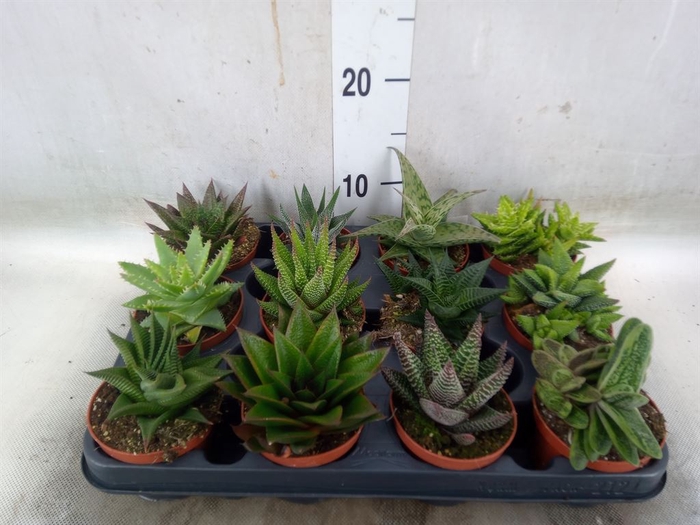 <h4>Aloe   ...mix</h4>