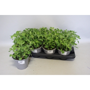 Kruiden I Clinopodium Nepeta (Bergsteentijm)