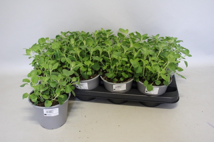 <h4>Kruiden I Clinopodium Nepeta (Bergsteentijm)</h4>