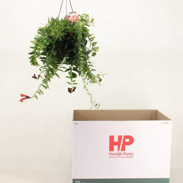 <h4>AESCHYN MONA LISA</h4>