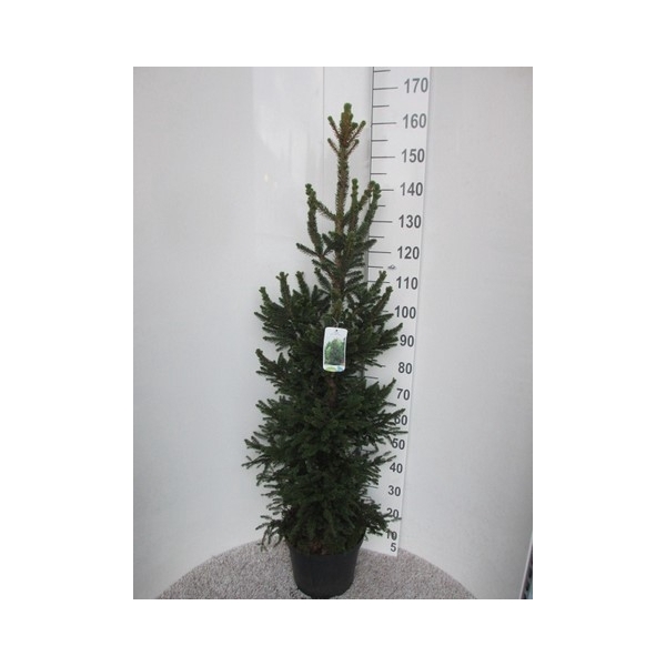<h4>Picea abies Will's Zwerg 120-140 P28</h4>