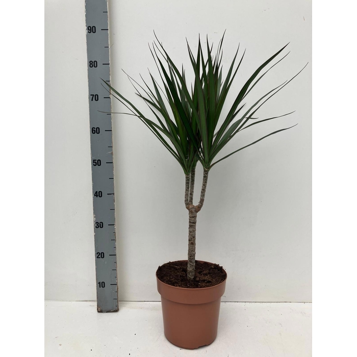 <h4>DRA MARGINATA</h4>