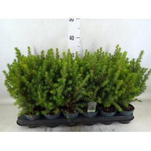 Picea glauca 'Perfecta'