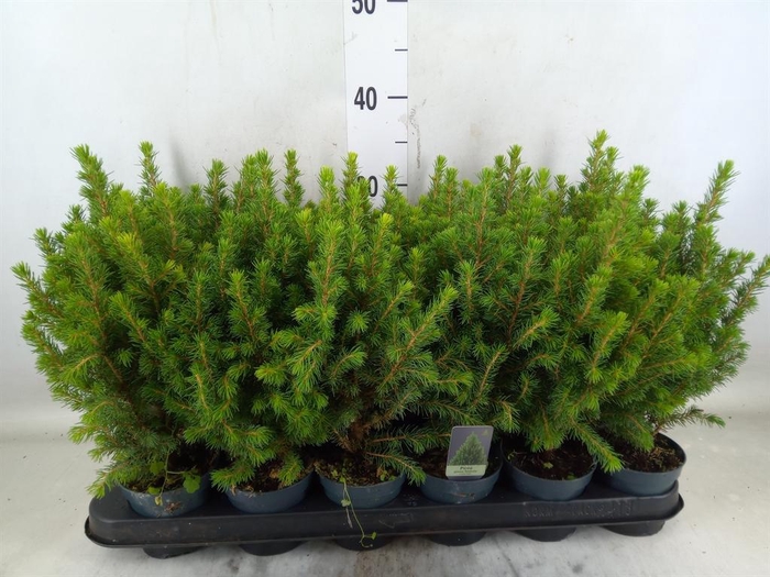 <h4>Picea glauca 'Perfecta'</h4>