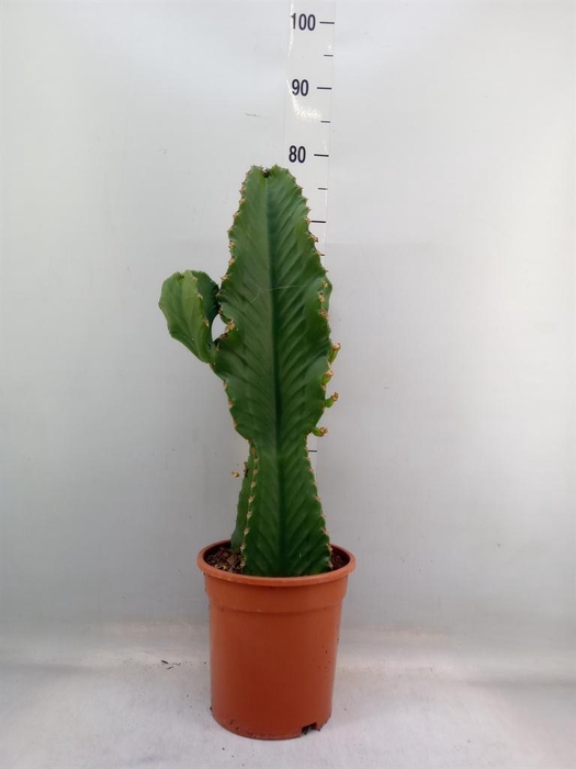 <h4>Euphorbia ingens</h4>
