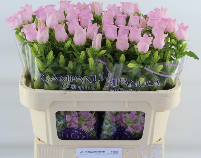 <h4>Campanula M Pearl Pink</h4>
